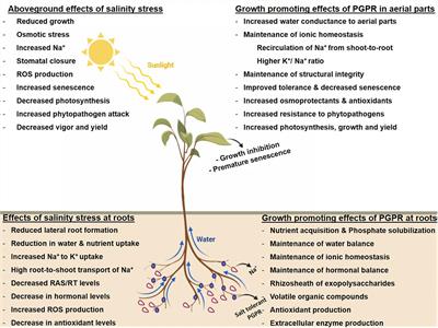 Frontiers | Mechanistic Insights of the MEN`S PERFUME WATER, DRAFT, czarny